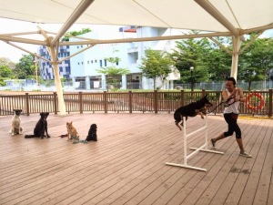 The dogs love to queue for this fun ride: hurdles! Olive jumping high.