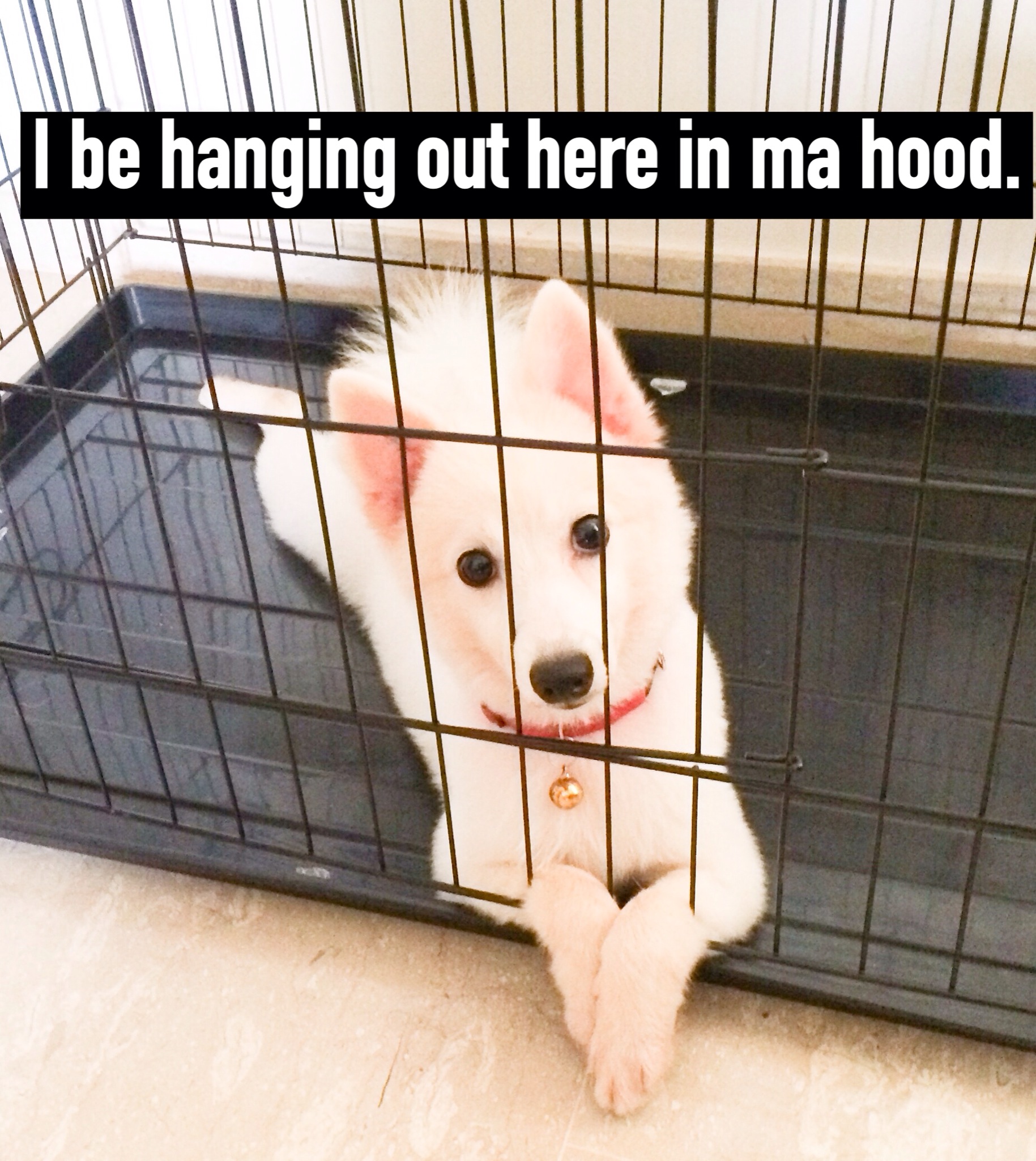 Snowy the Japanese Spitz in her crate