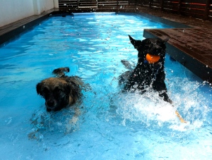 Lulu and Kafka need a little help getting out of the pool