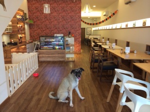 Lulu at Happenstance Cafe