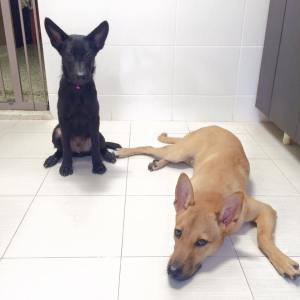 Charissa's current pack: Roody (left) is a cutie pie and up for adoption, chilling with Toto (right), another foster dog who will go off for his homestay next month.