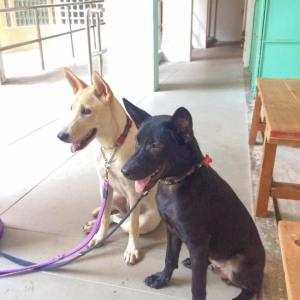 Autumn and Roody learn how to sit quietly at cafes.