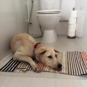 Lulu: toilet timeout for ignoring commands to stop barking at passing strangers.