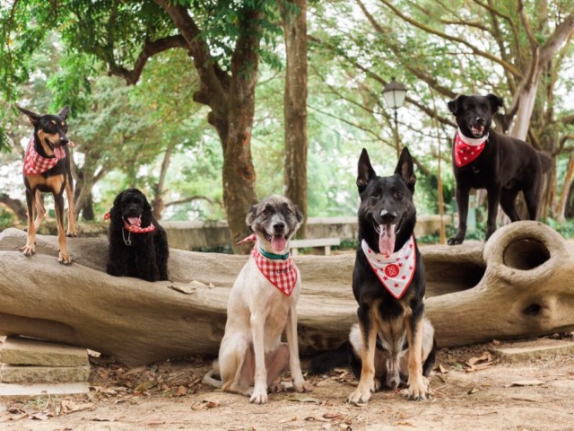 cropped-sg50-dogs21.jpg